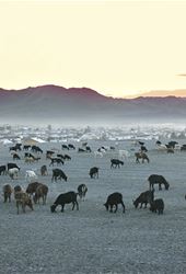 Environmental Science Database